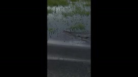 Man Jumps Into Water To Capture Baby Alligator