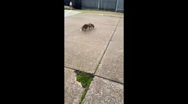 Helping a Fox With Its Head Stuck in a Bag of Chips