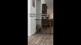Dog Stomps Around Corner After Nap Is Disturbed