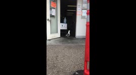 Sneaky Gull Pilfers Fish Market