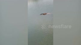 Monitor lizard rescued with harpoon lodged in its head