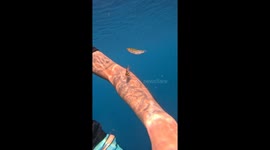 Tropical fish fascinated by diver's tattoo