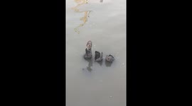 Stranded kitten rescued from river with long plank for it to walk up