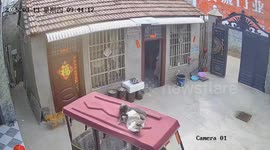 Pet cats ride on roof of rickshaw in China
