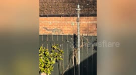 Home plagued by squirrel which stole 25 garden light bulbs to decorate nest