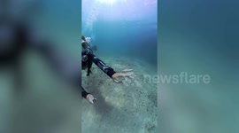 Friendly puffer fish swims and interacts with divers