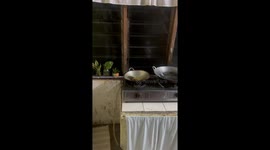 Rat seen trying to scurry out of frying pan