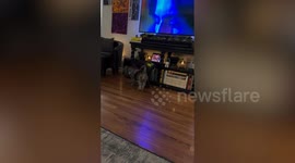 Meet the monkey who befriended a dog and loves cuddling and watching TV