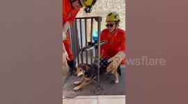 Firemen rescue puppy trapped in garden gate in Brazil