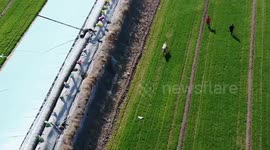 Runaway cow leads cops and rescue workers on wild chase across fields