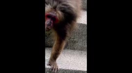 British tourist chased out of pool by dozens of wild monkeys