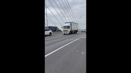 Stray kitten stranded on motorway reservation rescued and adopted