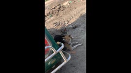 Dog Cut Loose From Fan Guard Around Neck