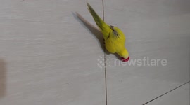 Cute Little Bird Plays Basketball With Itself