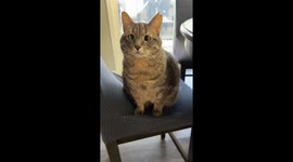 Doesn’t sound like it’s gonna be the last one—Cat meows for snacks