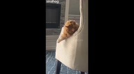 Orange Cat Goes Wild On Armchair