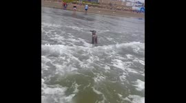Terrier Stands In Surf On Beach