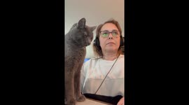Cat Demands Undivided Attention From Worker