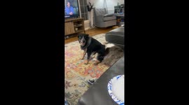 Blue Heeler Twerks To Annoy Sibling
