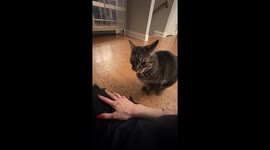 Cat Politely Asks For More Pets