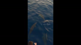 Dolphins Swim Near Rasdhoo Atoll