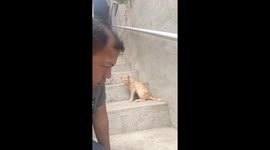 Cat Converses With Meowing Man