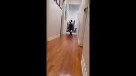 Little Dachshund Tries To Keep Up With Zoomies