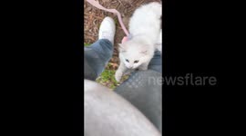 China: An Odd-Eye Cat Trying to Climb Up a Person's Leg