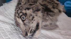 Endangered snow leopard cub injured after falling from height left fighting for its life