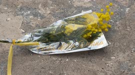 A bunch of mimosa flowers wrapped with the words ‘Women's Day’ written on the occasion of Women’s Day in Rome.