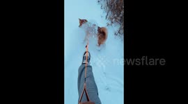 China: Testing A Shiba Inu’s Patience