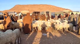 Algeria: Algerian presidential order on sheep imports for Eid sparks mixed reactions