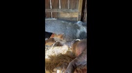 Pickles the pig gets a dental makeover at Garnsey’s Feral Acres