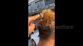 Bird mistakes man's fluffy hair for nest and refuses to leave