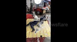 Chinese salesman uses humans to demonstrated how effective his glue traps for rats are