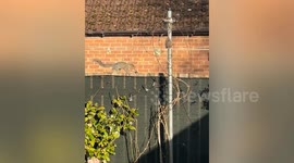 Home plagued by squirrel which stole 25 garden light bulbs to decorate nest