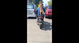 Funny dog on a motorcycle on the streets of Bandung