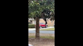 Determined Dog Goes For Fresh Stick