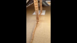 Incredible domino parkour at home racks up over 35 million TikTok views