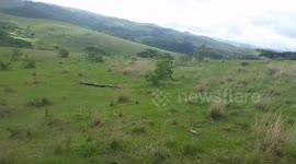 Massive African Rock Python Spotted in Ballito