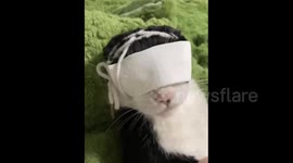 China: DIY Cat Blindfold