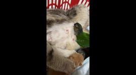 Parrot Nips At Nursing Cat