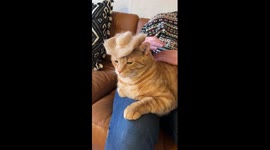 Cat Wears Cowboy Hat Made Out Of Own Fur