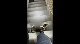 Cat Makes Going Down Stairs Difficult