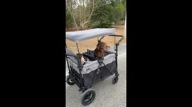 Dog And Kid Enjoy Ride In Stroller Wagon