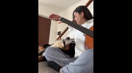 Dog Won't Move For Guitar