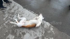 Parade Of Musicians Surround Sleeping Dog