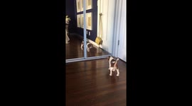 Puppy Discovers Her Reflection