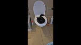 Black Cat Urinates In Toilet