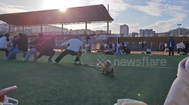 China: The Little Dog Helping with Tug-of-War
